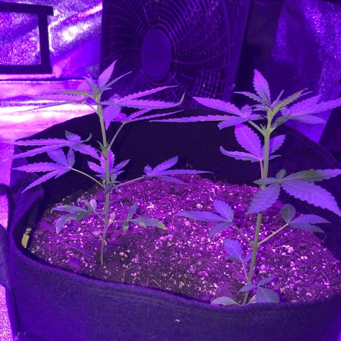 Quarter Pounder growlog timeline photo