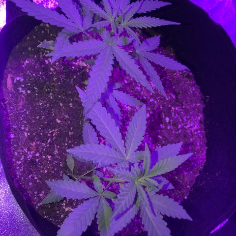 Quarter Pounder growlog timeline photo