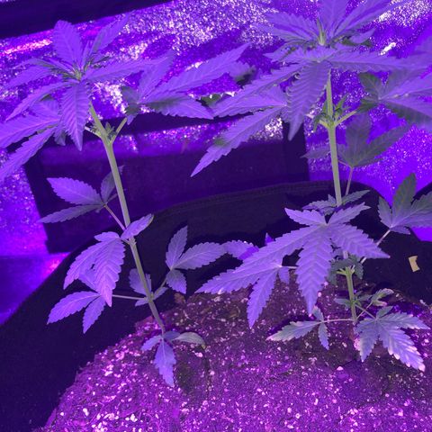 Quarter Pounder growlog photo: One has started to bud lst training for maximum output 