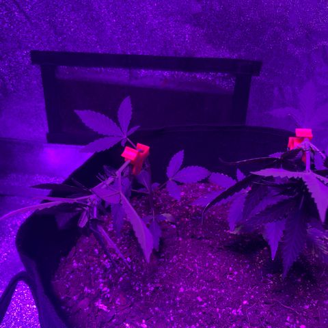 Quarter Pounder growlog photo: One has started to bud lst training for maximum output 
