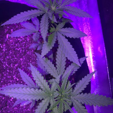 Quarter Pounder growlog photo: One has started to bud lst training for maximum output 