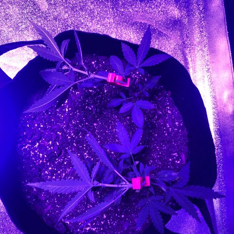 Quarter Pounder growlog photo: One has started to bud lst training for maximum output 