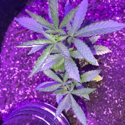Dark Crystals/Sinse growlog photo: She grew awfully wild but is going strong 