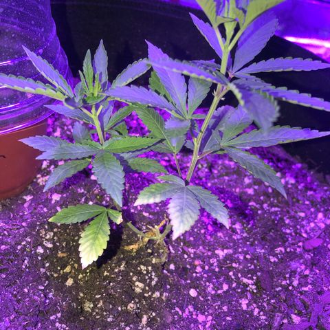 Dark Crystals/Sinse growlog photo: She grew awfully wild but is going strong 