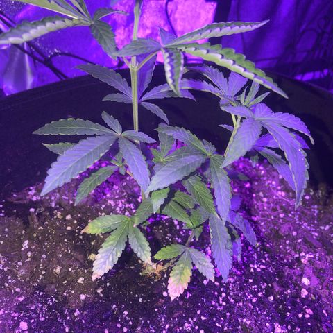 Dark Crystals/Sinse growlog timeline photo