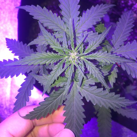 Quarter Pounder growlog timeline photo