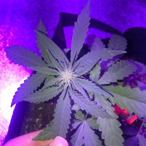 Quarter Pounder growlog timeline photo