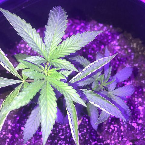 Dark Crystals/Sinse growlog timeline photo