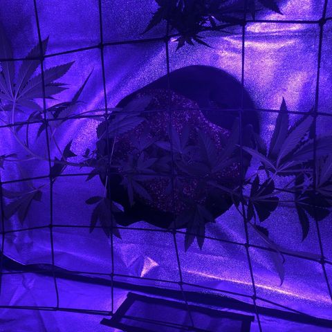 Dark Crystals/Sinse growlog timeline photo