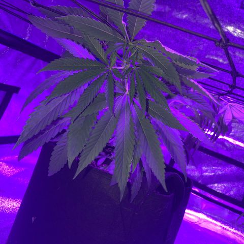 Dark Crystals/Sinse growlog photo: Added on the SCROG net 