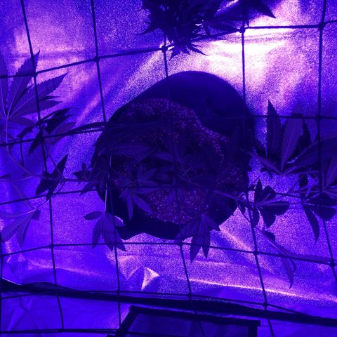 Dark Crystals/Sinse growlog photo: Added on the SCROG net 