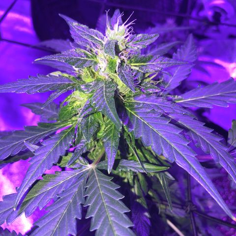 Quarter Pounder growlog timeline photo