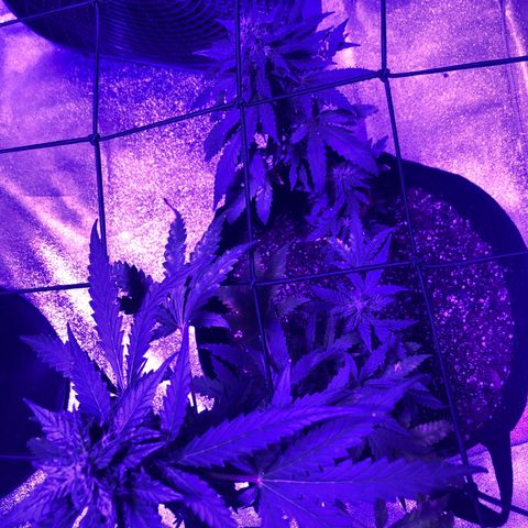Quarter Pounder growlog timeline photo