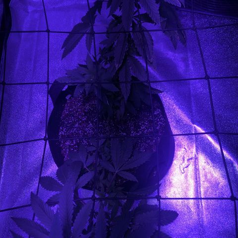 Dark Crystals/Sinse growlog timeline photo