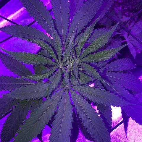 Dark Crystals/Sinse growlog timeline photo