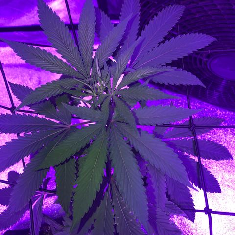 Dark Crystals/Sinse growlog timeline photo