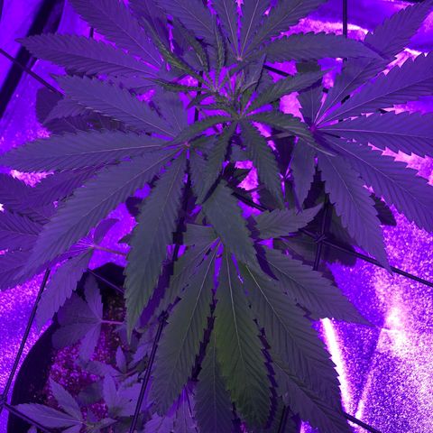 Dark Crystals/Sinse growlog timeline photo