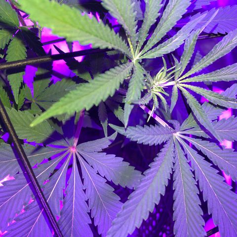 Dark Crystals/Sinse growlog timeline photo