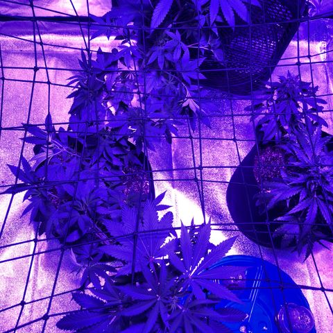 Dark Crystals/Sinse growlog timeline photo