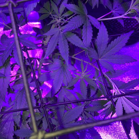 Dark Crystals/Sinse growlog timeline photo