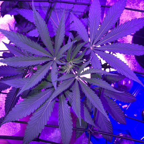 Dark Crystals/Sinse growlog timeline photo