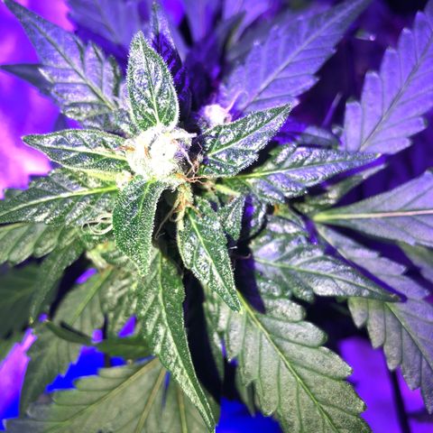 Quarter Pounder growlog timeline photo