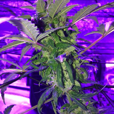 Quarter Pounder growlog timeline photo