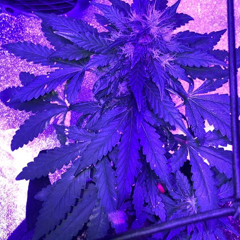 Quarter Pounder growlog timeline photo