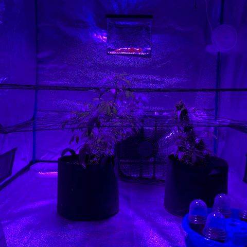 Dark Crystals/Sinse growlog timeline photo