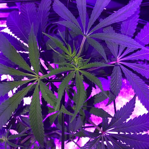 Dark Crystals/Sinse growlog timeline photo