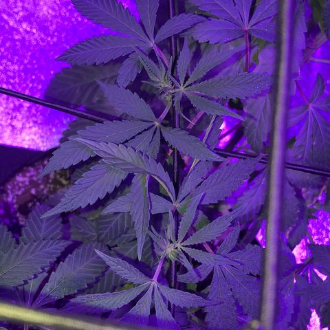Dark Crystals/Sinse growlog timeline photo
