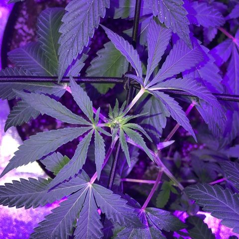 Dark Crystals/Sinse growlog timeline photo