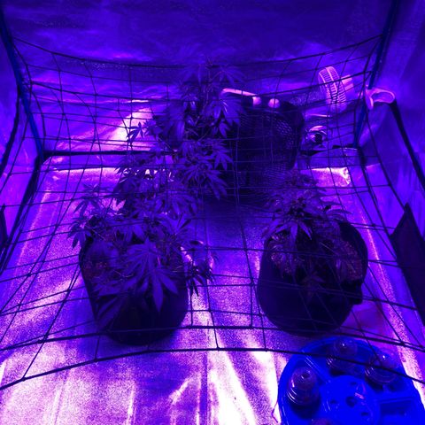 Dark Crystals/Sinse growlog timeline photo