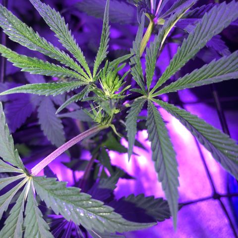 Dark Crystals/Sinse growlog timeline photo