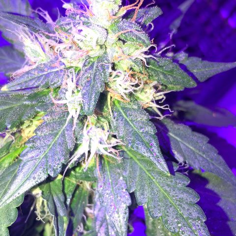 Quarter Pounder growlog timeline photo