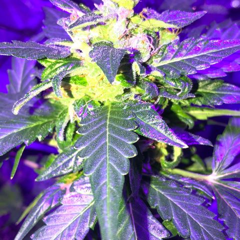 Quarter Pounder growlog timeline photo