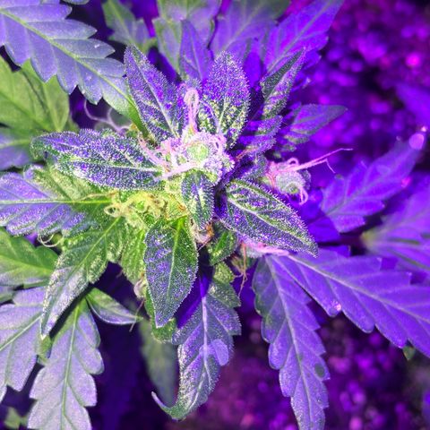 Quarter Pounder growlog timeline photo