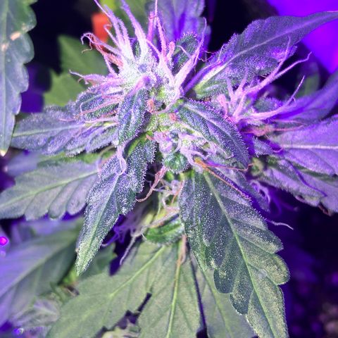 Quarter Pounder growlog timeline photo