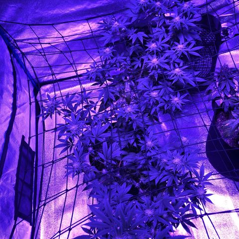 Dark Crystals/Sinse growlog timeline photo