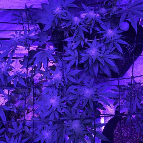 Dark Crystals/Sinse growlog timeline photo