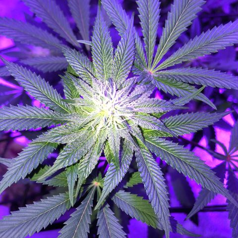 Dark Crystals/Sinse growlog timeline photo
