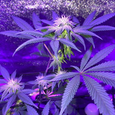 Dark Crystals/Sinse growlog timeline photo