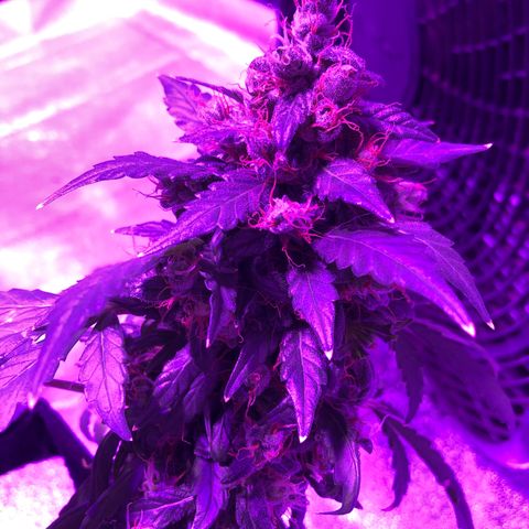 Quarter Pounder growlog timeline photo
