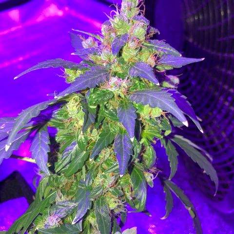 Quarter Pounder growlog timeline photo