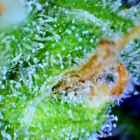 Quarter Pounder growlog timeline photo
