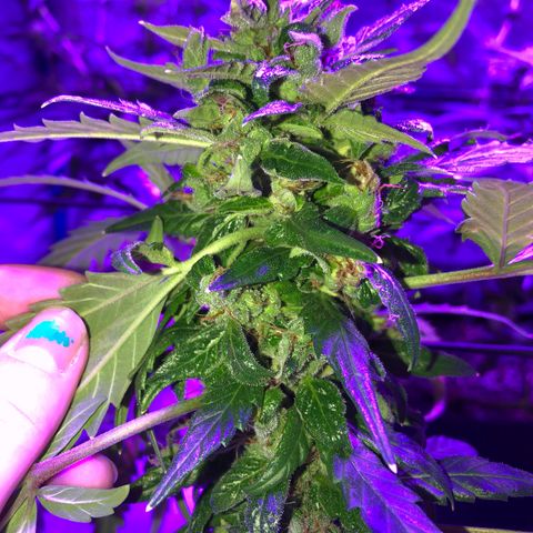 Quarter Pounder growlog timeline photo
