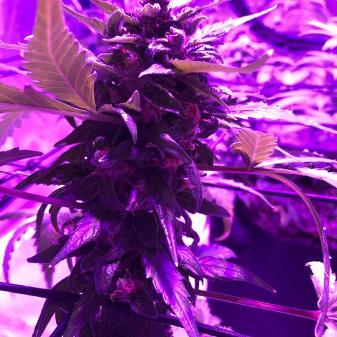Quarter Pounder growlog timeline photo
