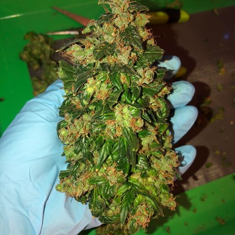 Quarter Pounder growlog timeline photo