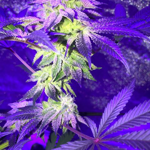 Dark Crystals/Sinse growlog photo: Last couple shots I’ve taken, first few are fresh the last two are a week ago.