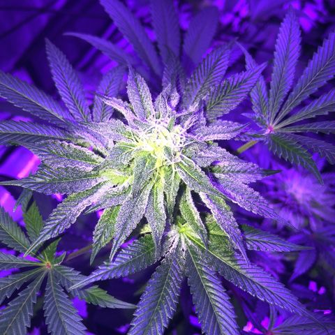 Dark Crystals/Sinse growlog photo: Last couple shots I’ve taken, first few are fresh the last two are a week ago.